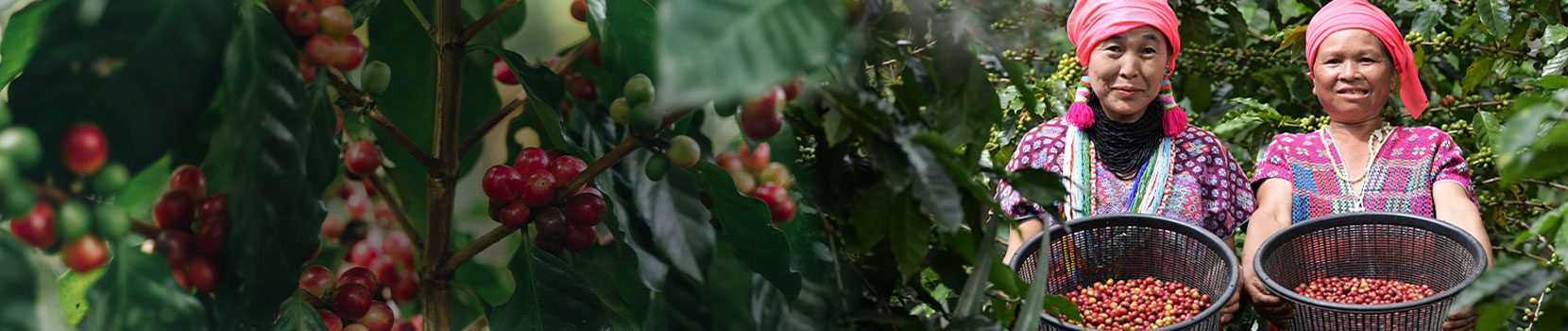 tree-c-05555